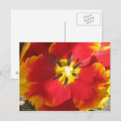 Carte Postale Tulipe de perroquet brillante (Devant / Derrière)