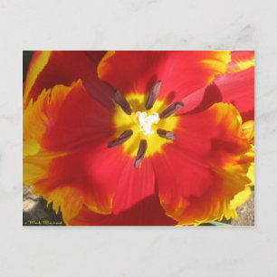 Carte Postale Tulipe de perroquet brillante