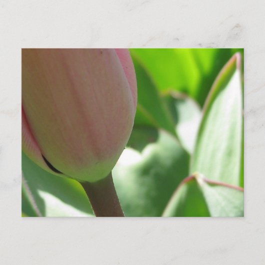 Carte Postale Tulipe de printemps (Devant)