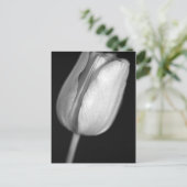 Carte Postale Tulipe demi-teinte (Debout devant)