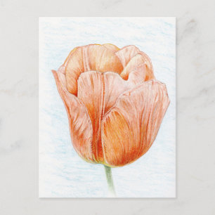Carte Postale Tulipe en belle couleur de pêche