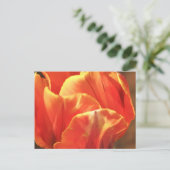Carte Postale Tulipe en feu (Debout devant)