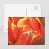 Carte Postale Tulipe en feu (Devant / Derrière)