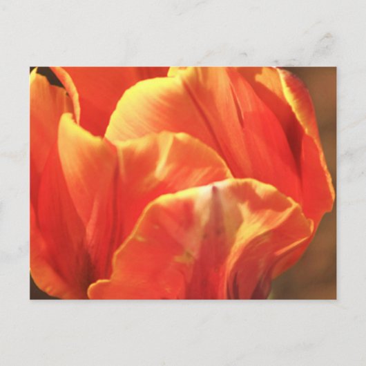 Carte Postale Tulipe en feu (Devant)