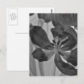 Carte Postale Tulipe en noir et blanc (Devant / Derrière)