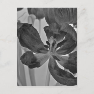Carte Postale Tulipe en noir et blanc