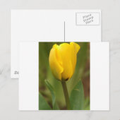 Carte Postale Tulipe jaune (Devant / Derrière)