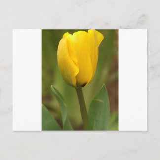 Carte Postale Tulipe jaune