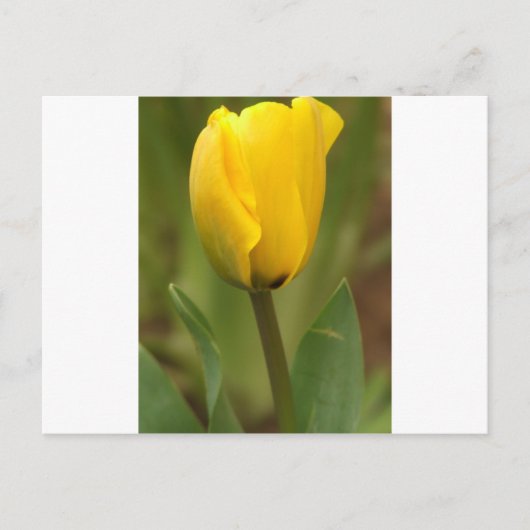 Carte Postale Tulipe jaune (Devant)