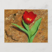 Carte Postale Tulipe jaune et rouge (Devant)
