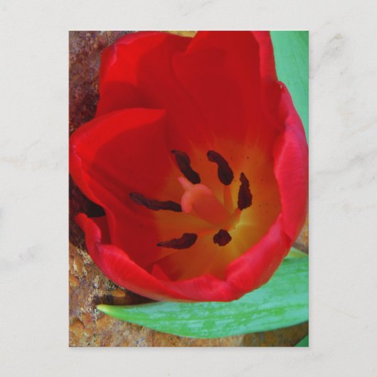 Carte Postale Tulipe jaune printemps et rouge (Devant)
