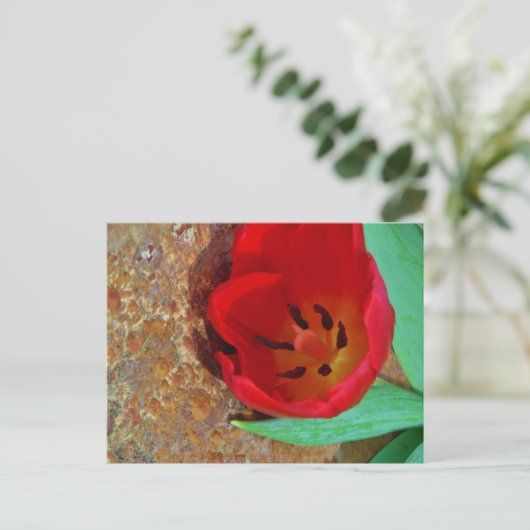 Carte Postale Tulipe jaune printemps et rouge (Debout devant)