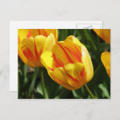 Carte Postale Tulipe Jaune Variée (Devant / Derrière)