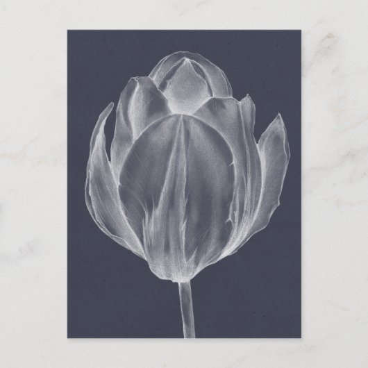 Carte Postale Tulipe monochrome I (Devant)