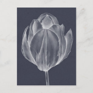 Carte Postale Tulipe monochrome I