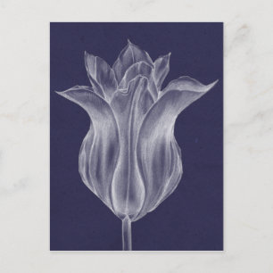 Carte Postale Tulipe monochrome III