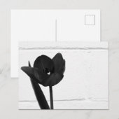 Carte Postale Tulipe noire | (Devant / Derrière)