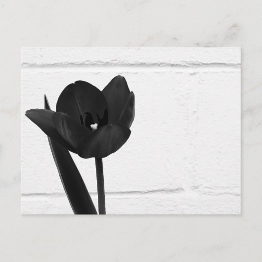 Carte Postale Tulipe noire | (Devant)