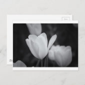 Carte Postale Tulipe noire et blanche (Devant / Derrière)