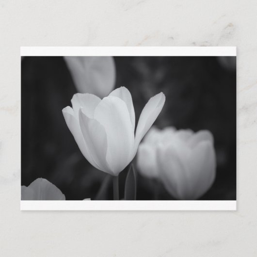 Carte Postale Tulipe noire et blanche (Devant)