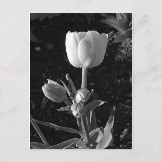 Carte Postale Tulipe noire et blanche (Devant)