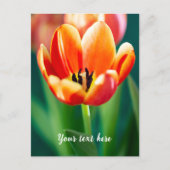 Carte postale tulipe orange (Devant)