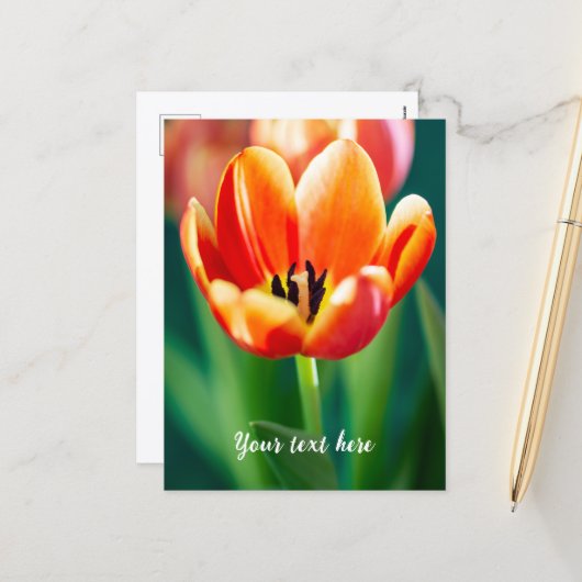 Carte postale tulipe orange (Devant/Arrière en situation)