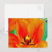 Carte Postale Tulipe orange (Devant / Derrière)