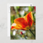 Carte Postale Tulipe orange et jaune humide (Devant / Derrière)
