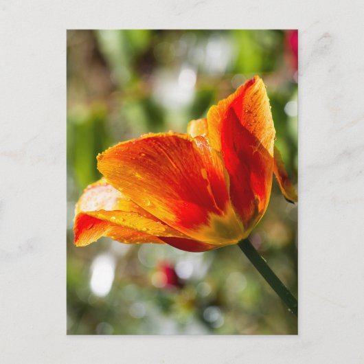Carte Postale Tulipe orange et jaune humide (Devant)