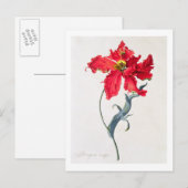 Carte Postale Tulipe : Perroquet Rouge (Devant / Derrière)