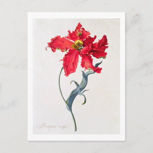 Carte Postale Tulipe : Perroquet Rouge (Devant)