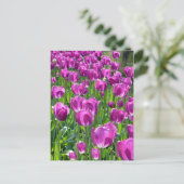 Carte Postale Tulipe pourpre (Debout devant)
