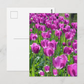 Carte Postale Tulipe pourpre (Devant / Derrière)