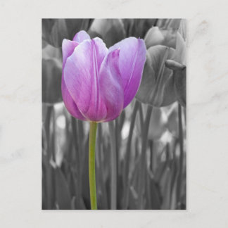Carte Postale Tulipe pourpre de printemps sur noir et blanc