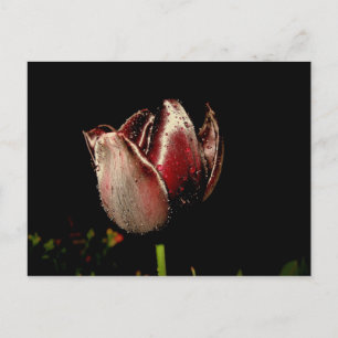 Carte Postale Tulipe pourpre foncée