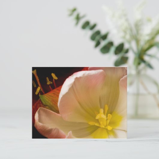 Carte Postale Tulipe rose (Debout devant)