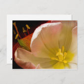 Carte Postale Tulipe rose (Devant / Derrière)