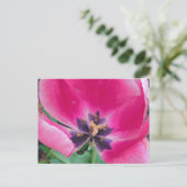 Carte postale Tulipe rose (Debout devant)