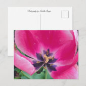 Carte postale Tulipe rose (Devant / Derrière)