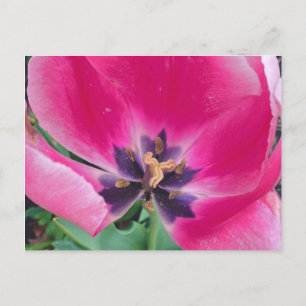 Carte postale Tulipe rose
