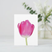 Carte postale Tulipe rose (Debout devant)