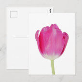 Carte postale Tulipe rose (Devant / Derrière)