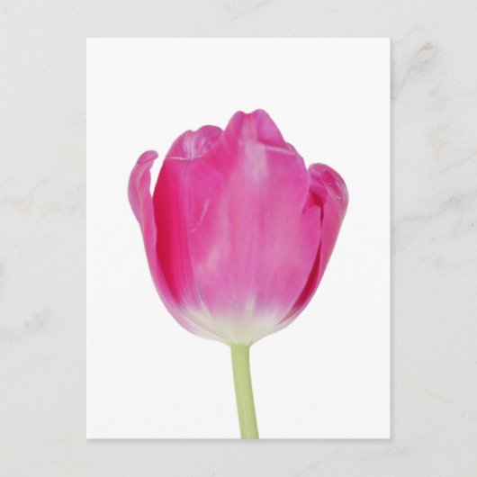 Carte postale Tulipe rose (Devant)