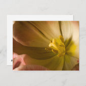 Carte Postale Tulipe rose (Devant / Derrière)