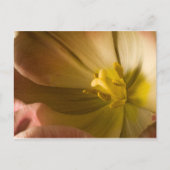 Carte Postale Tulipe rose (Devant)