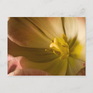 Carte Postale Tulipe rose