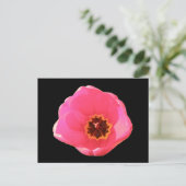 Carte postale Tulipe rose (Debout devant)
