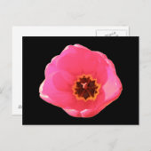 Carte postale Tulipe rose (Devant / Derrière)