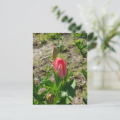 Carte postale Tulipe rose dans le parc (Debout devant)